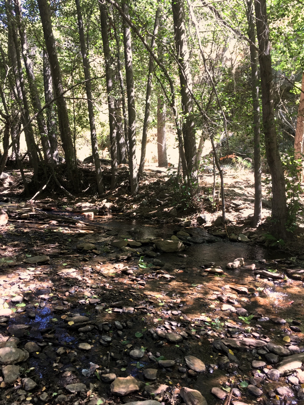 Hidden Stream in the Forest