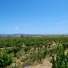 The Vines at Jacuzzi Family Vineyard